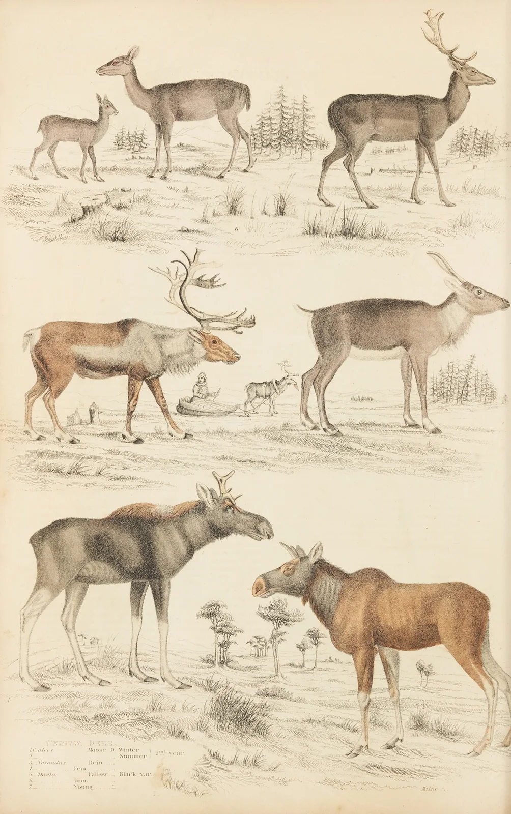 Deer av William MacGillivray