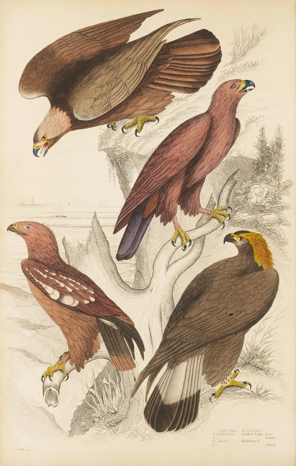 Eagles av William MacGillivray