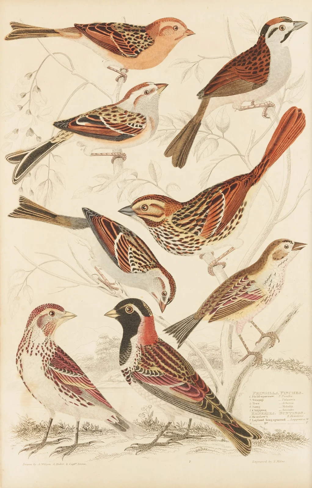 Finches av William MacGillivray