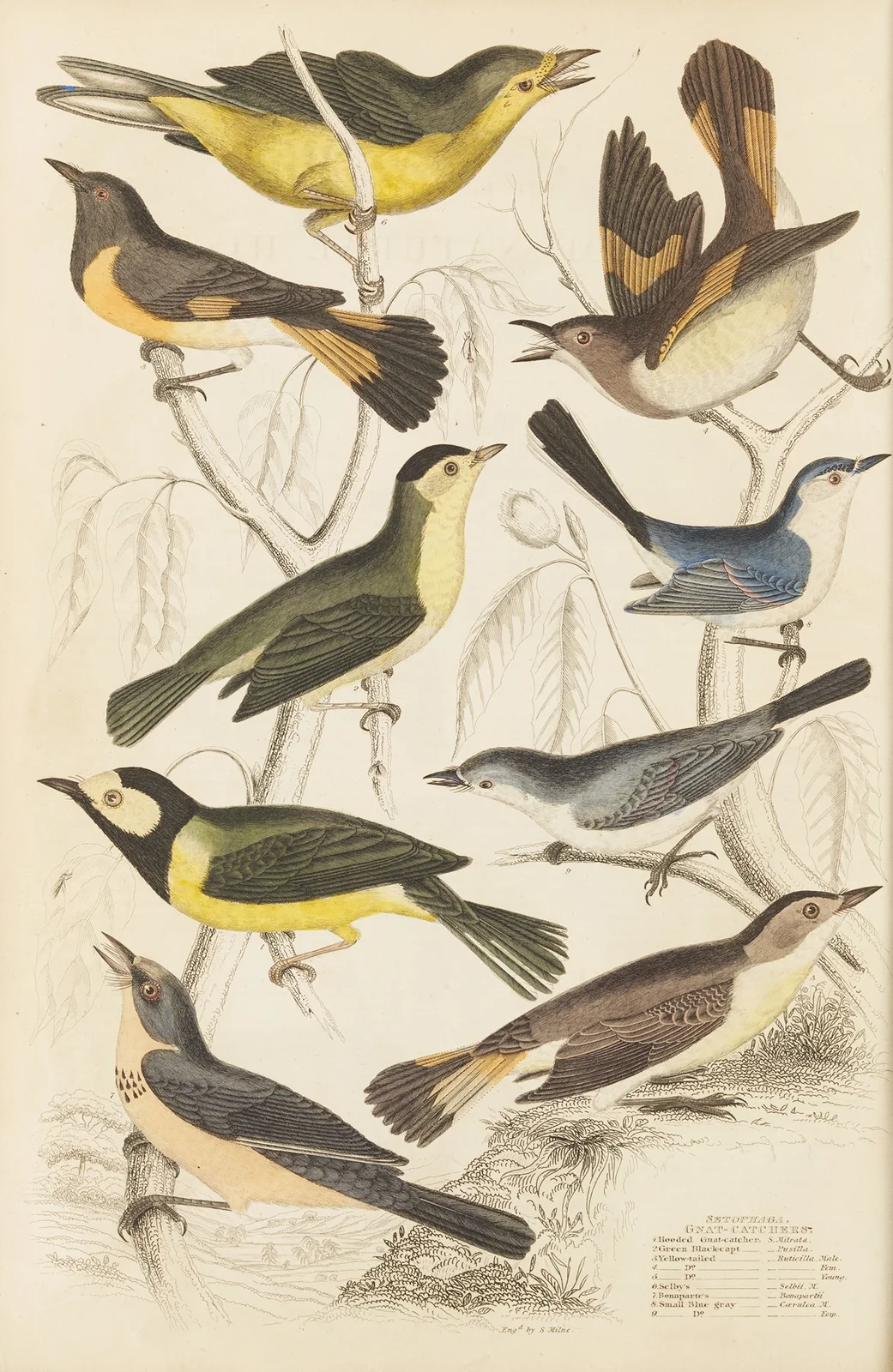 Gnat-catchers av William MacGillivray