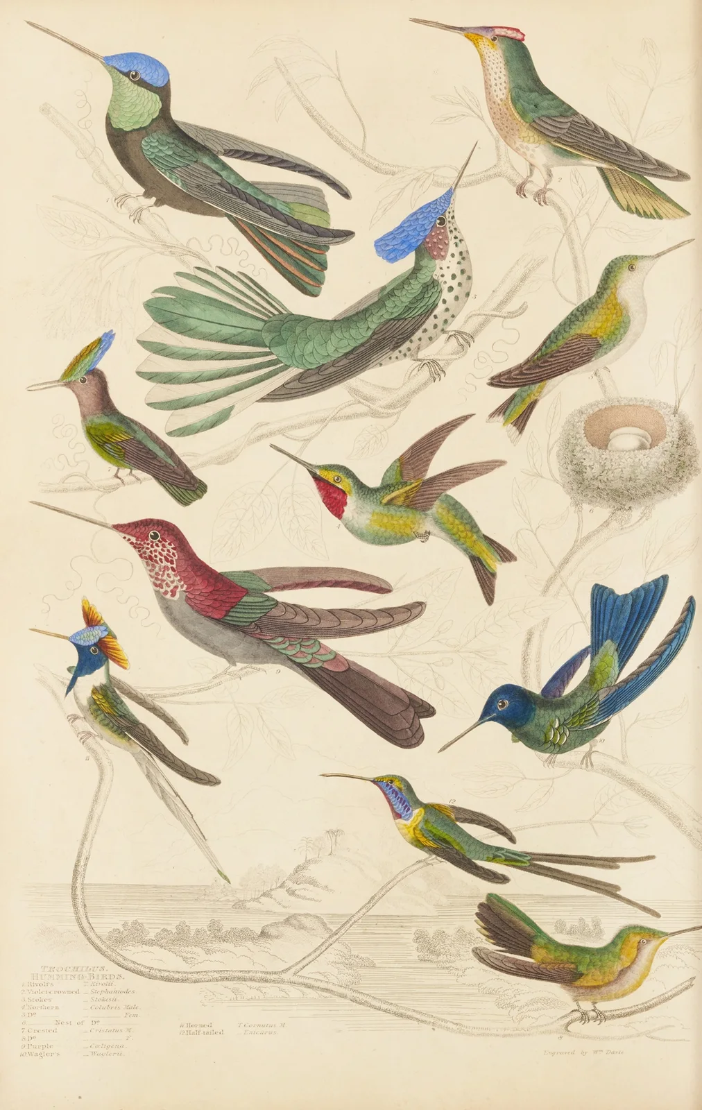 Humming birds, 1835 – nr 2 av William MacGillivray