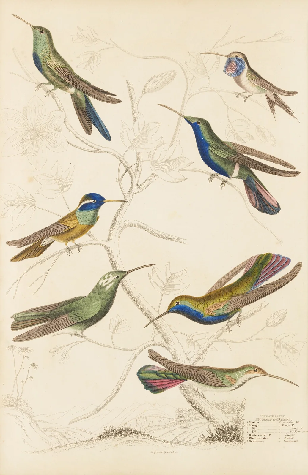 Humming birds, 1835 – nr 1 av William MacGillivray