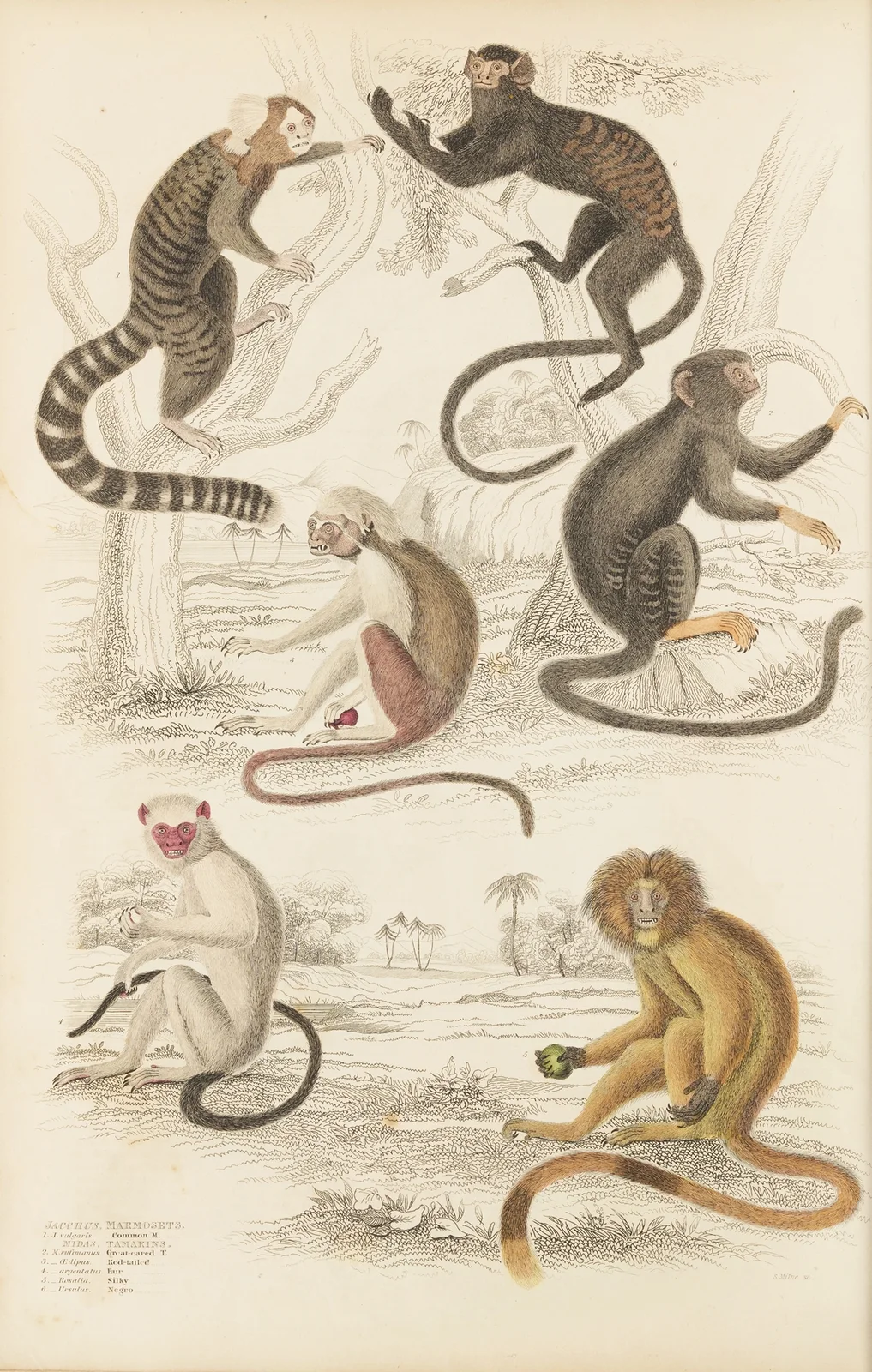 Marmosets av William MacGillivray