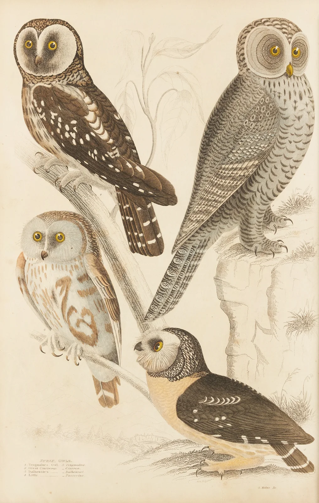 Owls av William MacGillivray