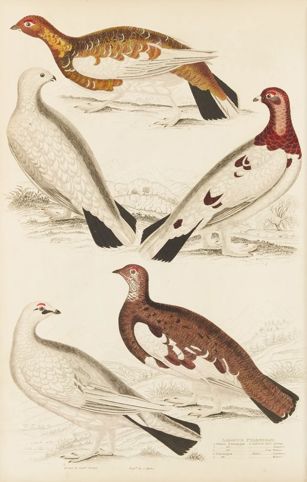 Ptarmigan av William MacGillivray