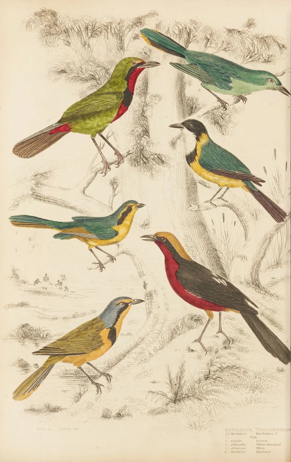 Thrush-Shrike av William MacGillivray