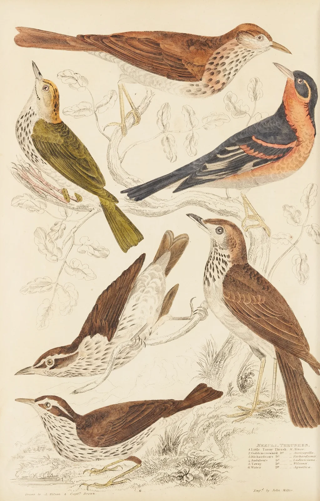 Thrushes av William MacGillivray