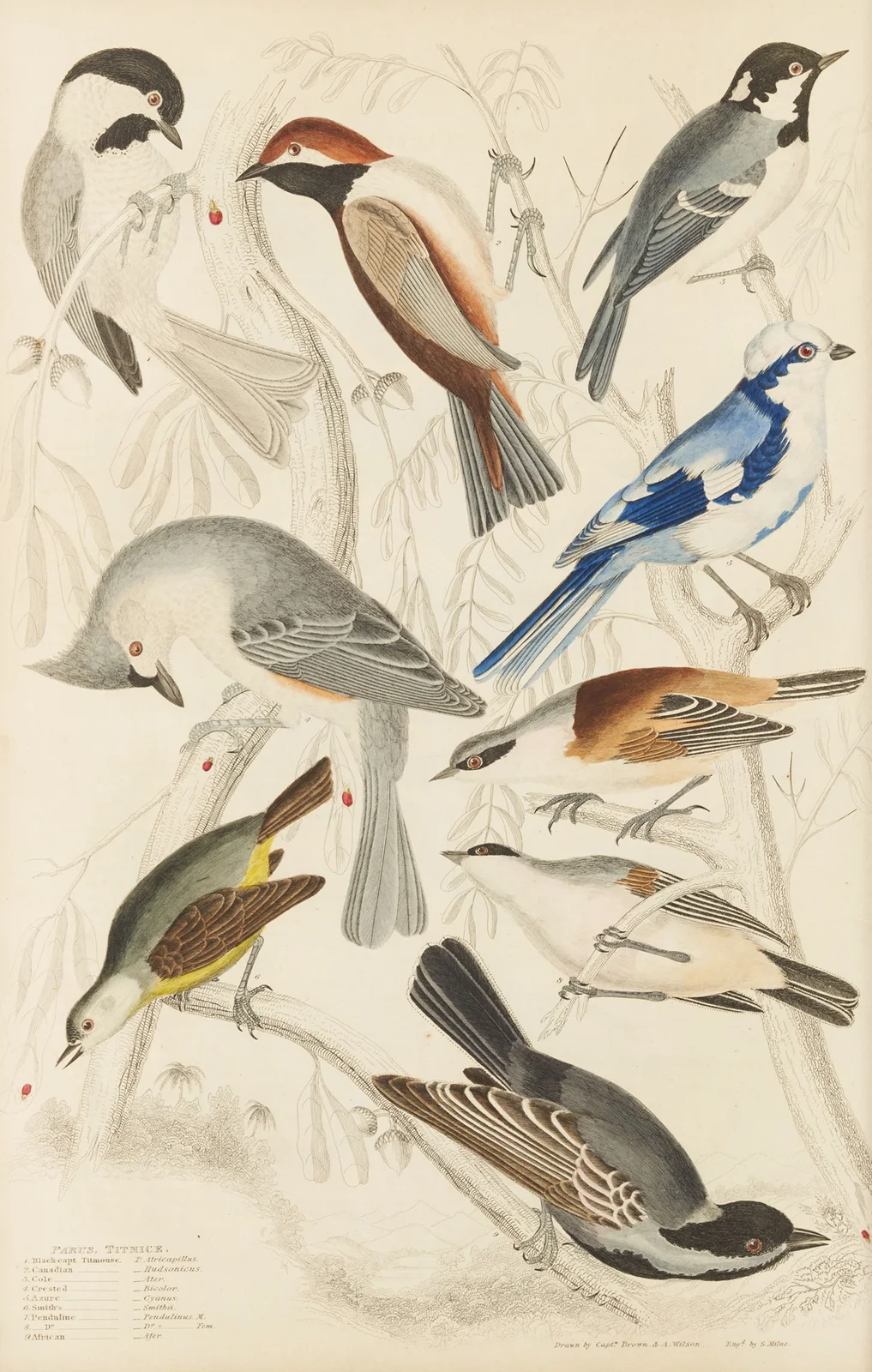 Titmice av William MacGillivray