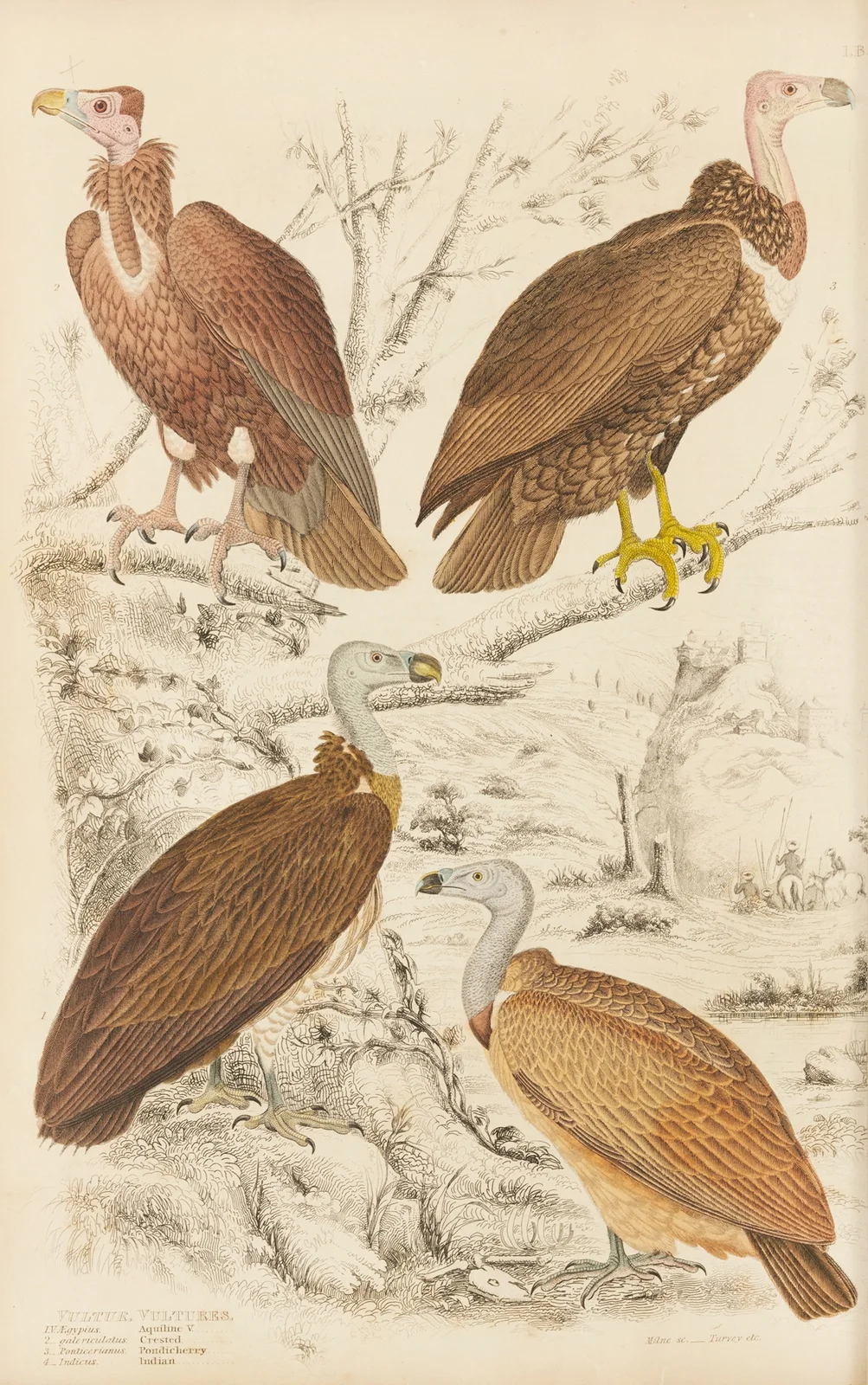 Vultures av William MacGillivray