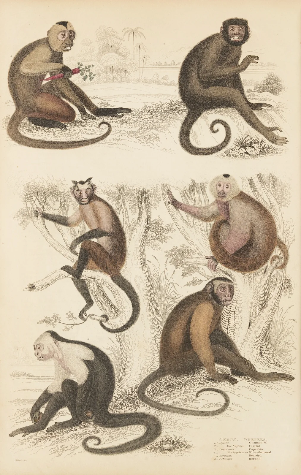 Weepers av William MacGillivray