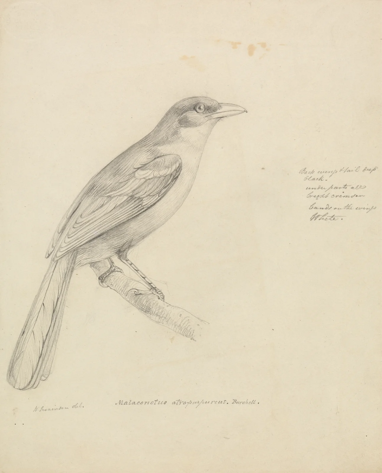 A Bird av William Swainson