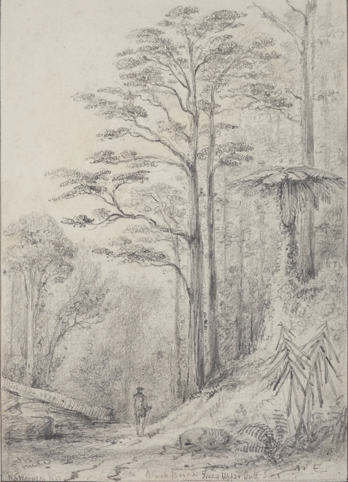 Black birch forest, Upper Hutt av William Swainson