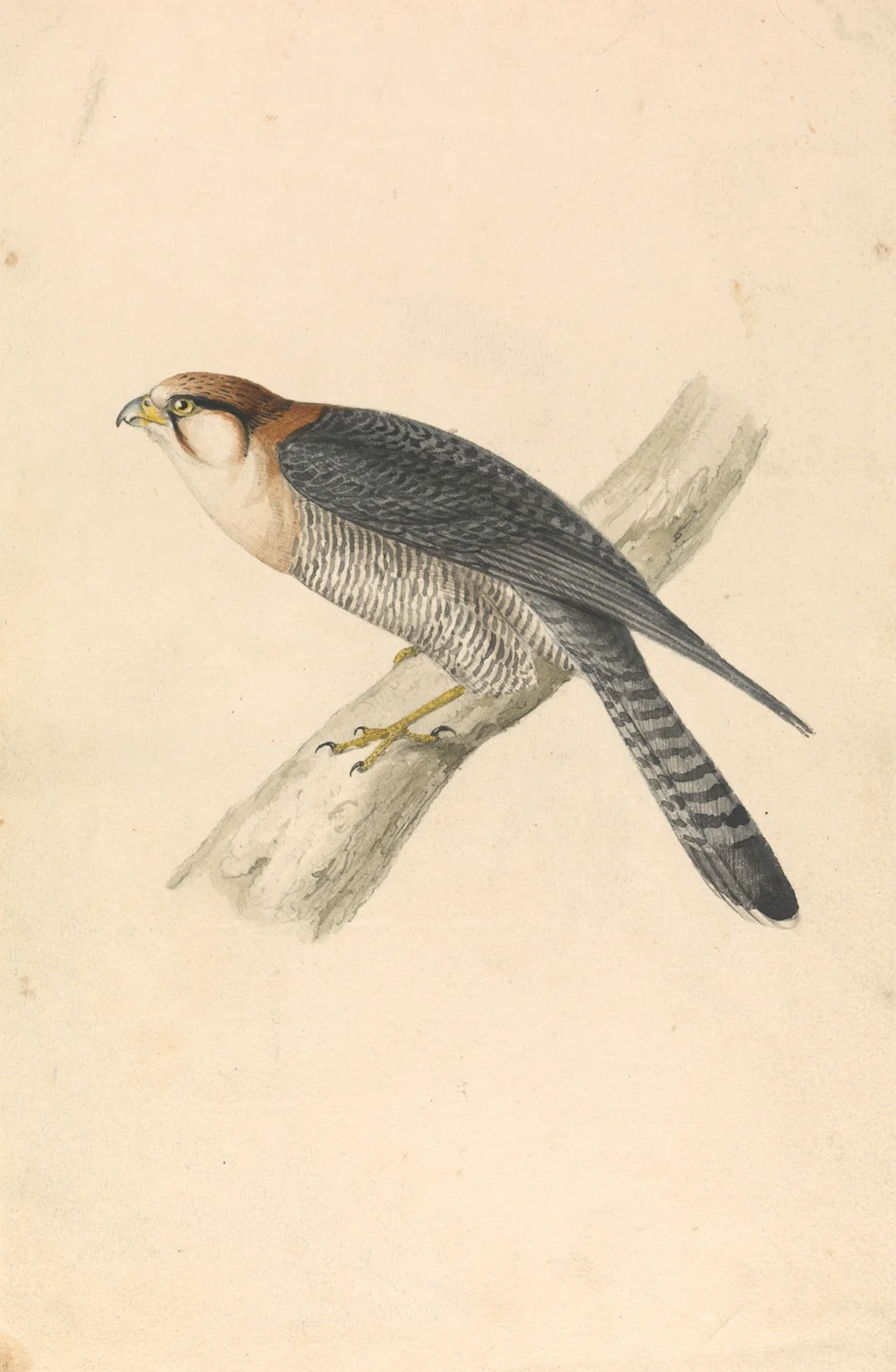 Rufous Necked Falcon av William Swainson