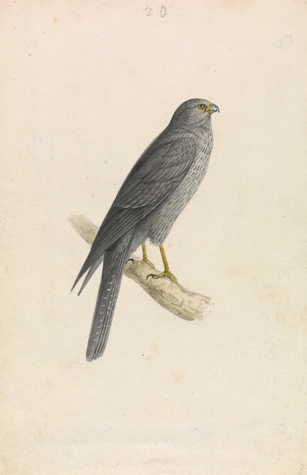 Sooty Falcon av William Swainson
