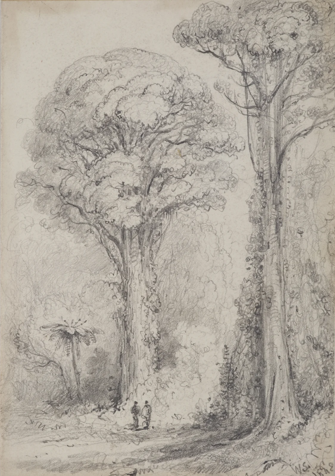 White Pine, Stokes Valley av William Swainson