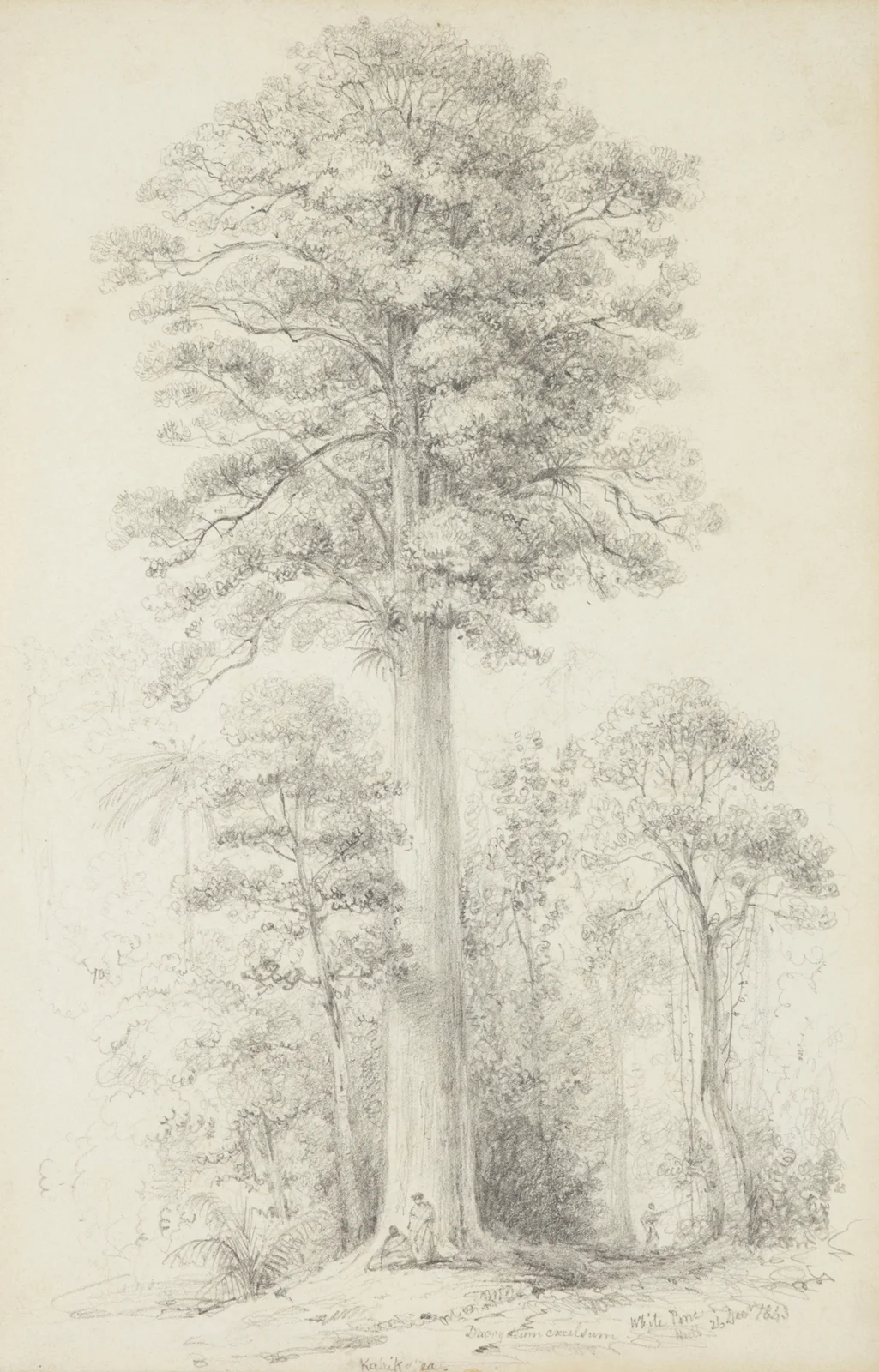 White pine av William Swainson