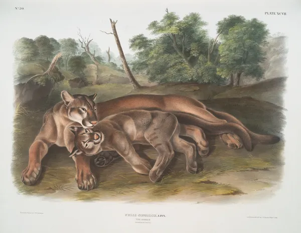 Felis concolor, The Cougar. Female & young. av John Woodhouse Audubon