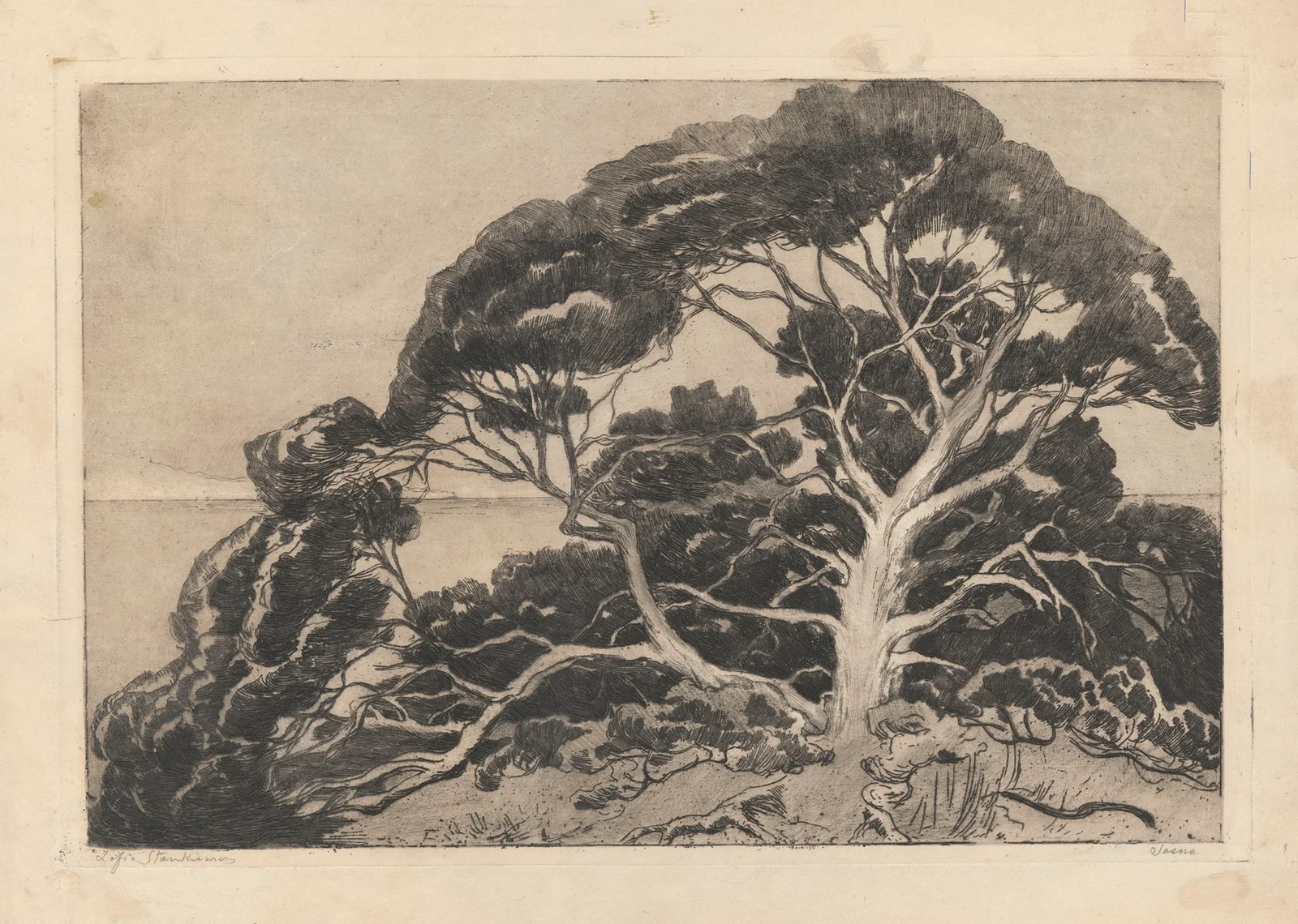 Pine tree av Zofia Stankiewicz